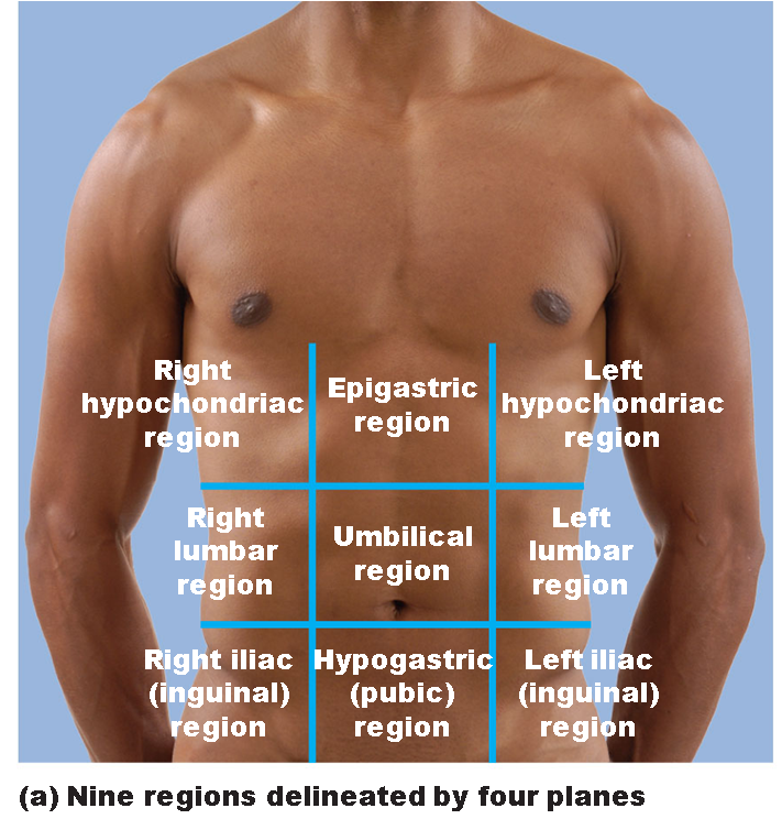 Anatomical Quadrants And Regions Of The Abdomen : Game Statistics