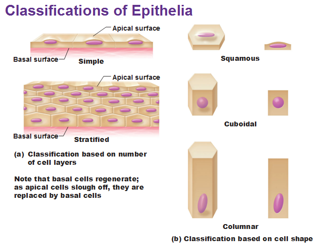 Eight types of epithelial tissue