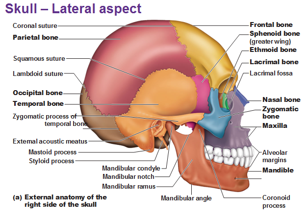 Geography of the Skull
