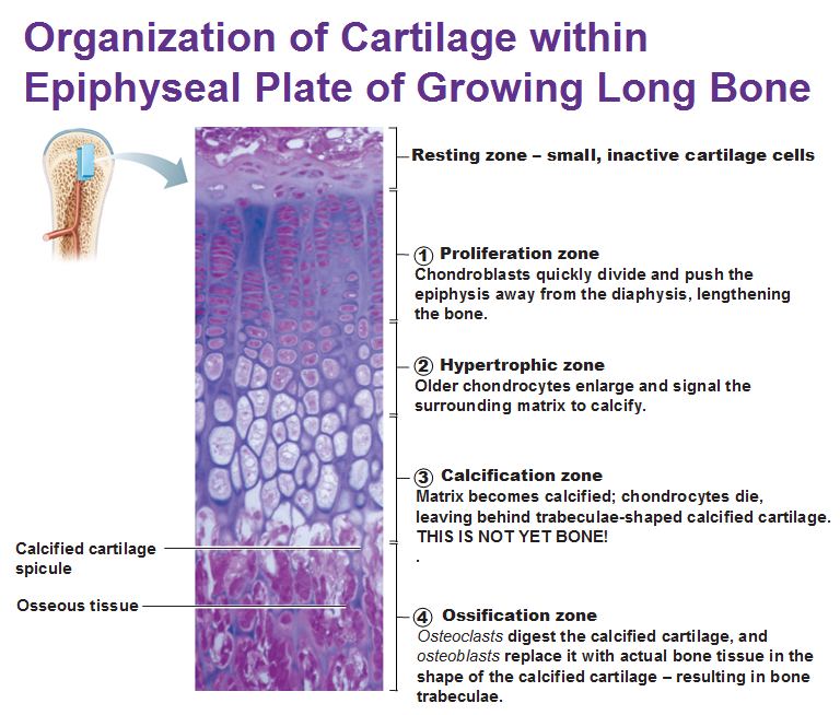 organization of cartilage within epiphyseal plate of growing long bones