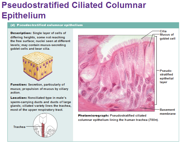 Eight Types Of Epithelial Tissue