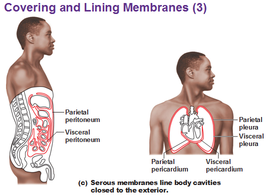Three Types of Membrane