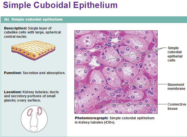 Eight Types Of Epithelial Tissue