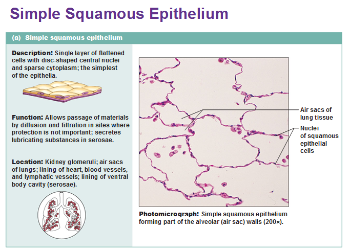 Eight Types Of Epithelial Tissue