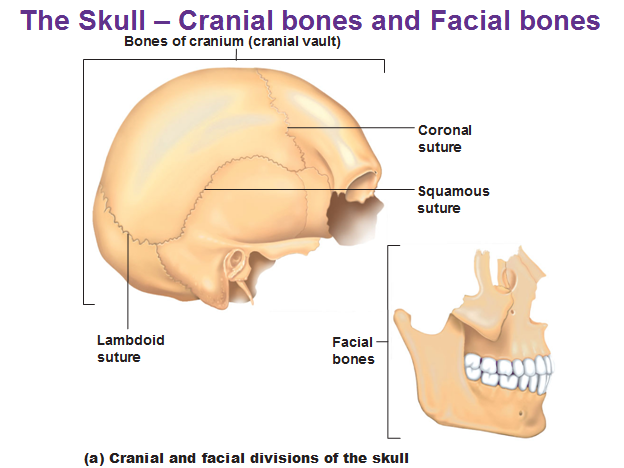 Facial And Cranial Bones 13