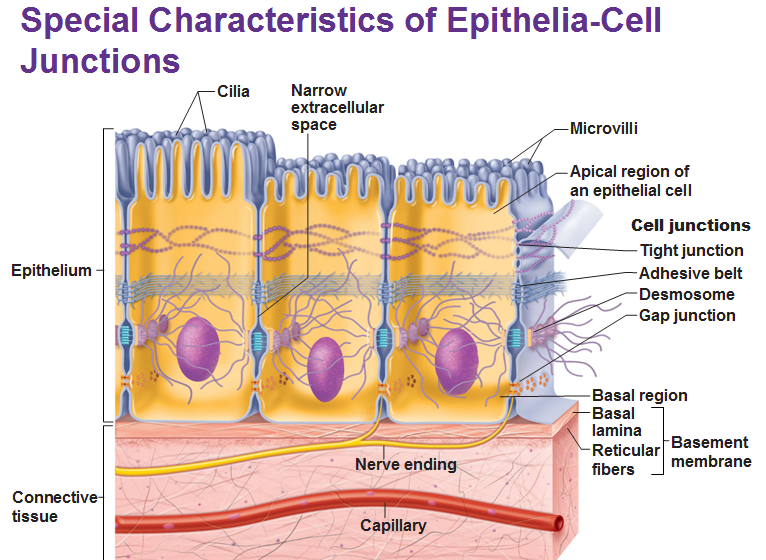 Detailed Features Of Epithelia