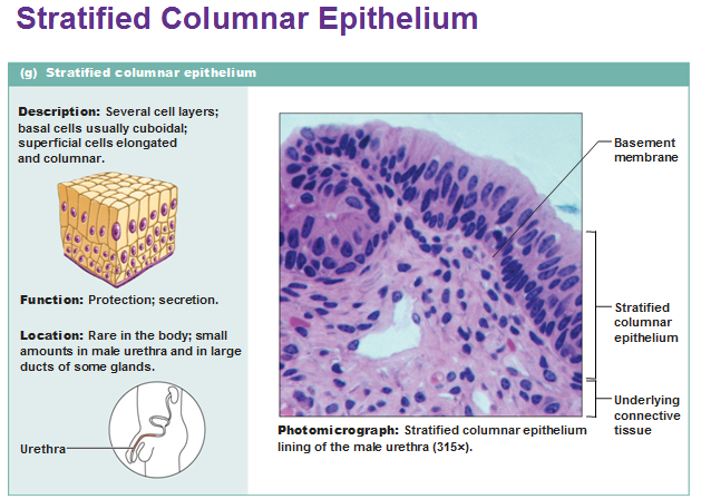 stratified columnar epithelium