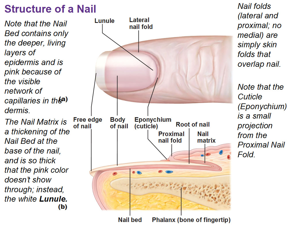 Nail Bed Epidermis*^