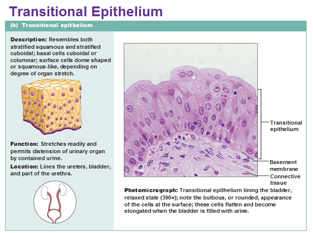 transitional epithelium