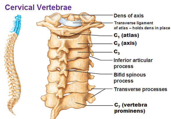 Cervical Axis