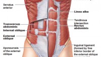 Understanding Why Abs are Made in the Gym But Revealed in the Kitchen