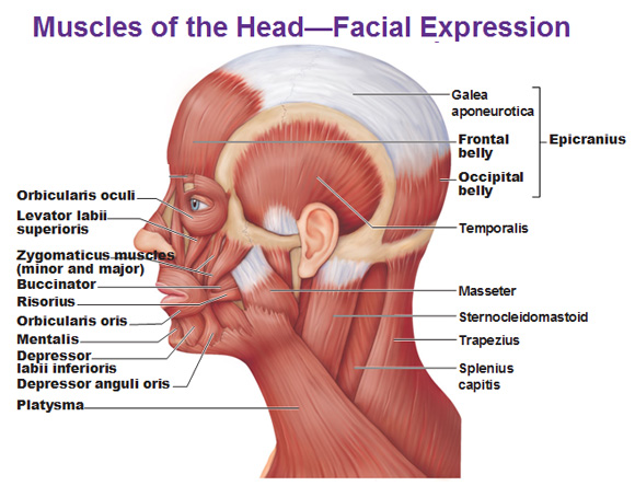 Head Muscles