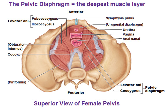 Coccygeus Muscle