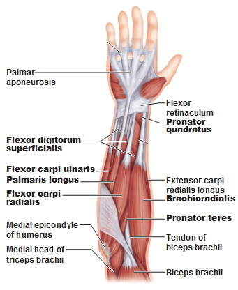 muscle of forearm