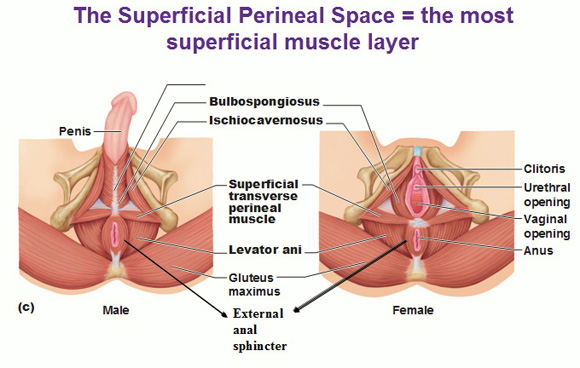 Superficial perineal anatomy