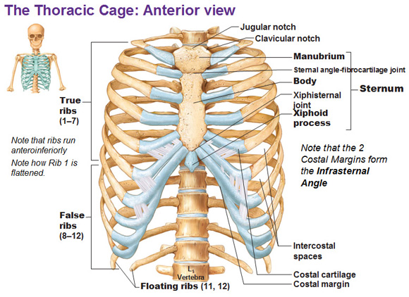 sternal ribs