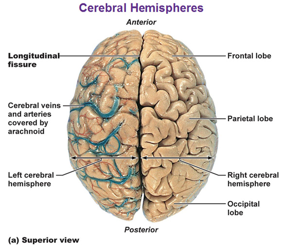 What is the function of the left cerebral hemisphere?