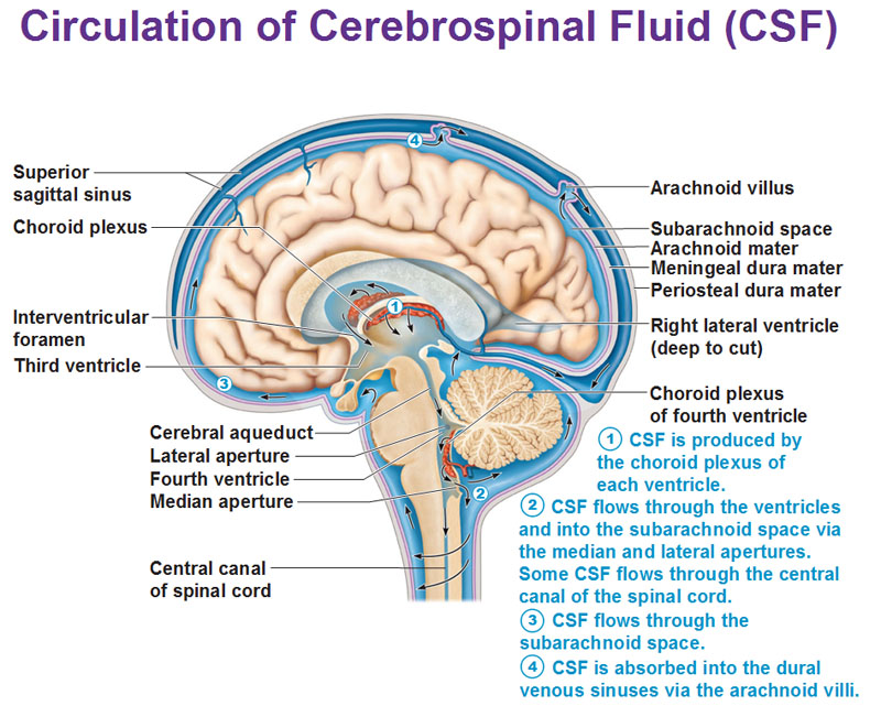 Draw A Diagram And Describe The Flow Of CSF I... - Flashcard