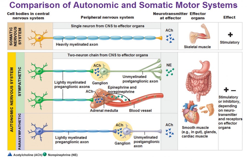 What Is A Somatic Motor Neuron