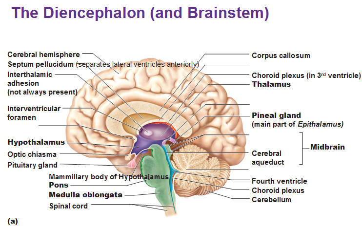 Brainstem Structures