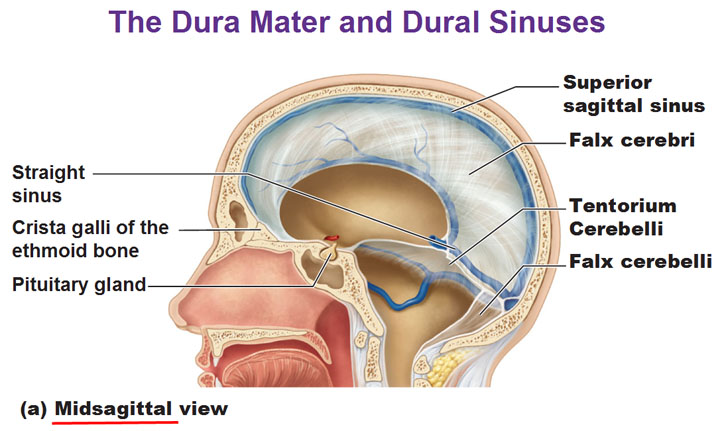 vermis brain