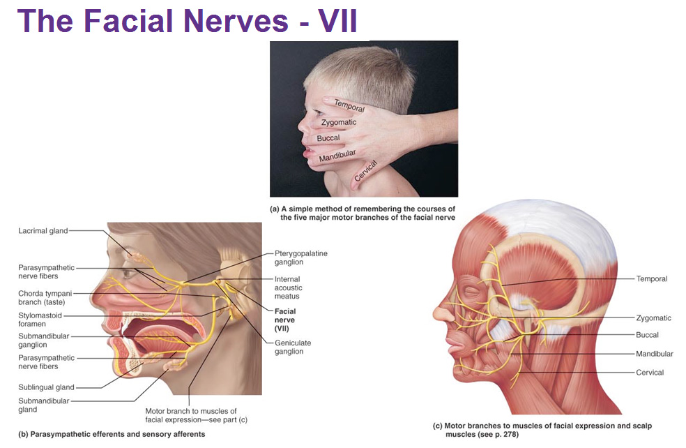 Facial Nervous System 71