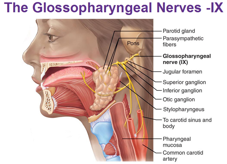 Glossopharyngeal Nerve