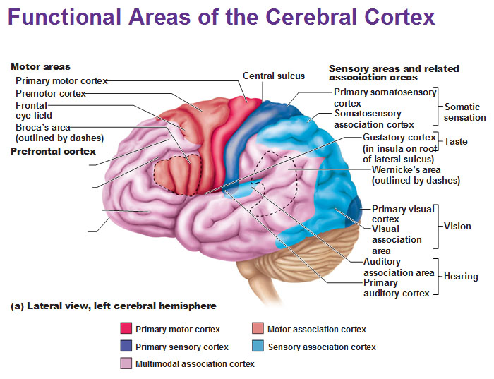 Cerebral Lobes