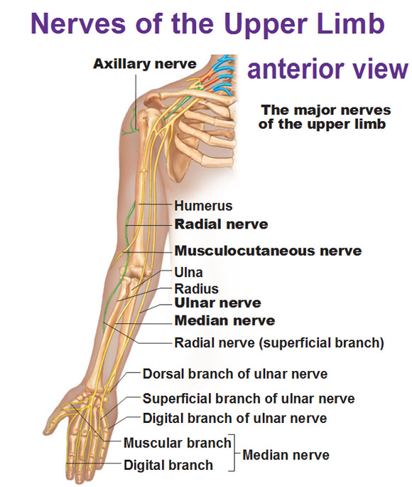 nerves of the upper limb anterior view radial ulnar medial