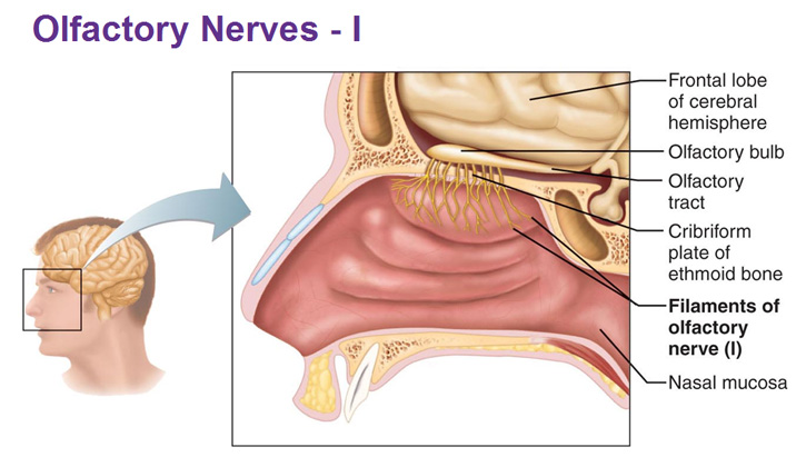 Peripheral Nervous System: Cranial Nerves