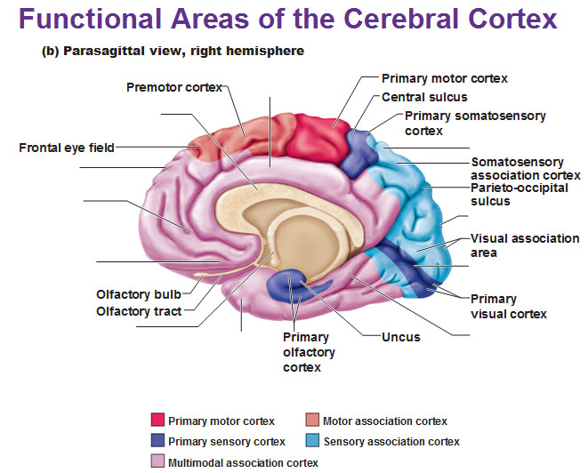 Cerebrum Cerebral Cortex