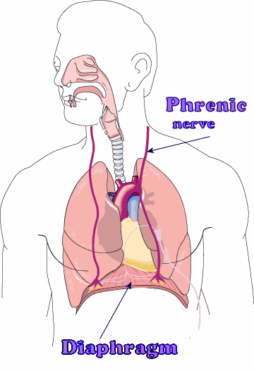 phrenic nerve innervates diaphragm