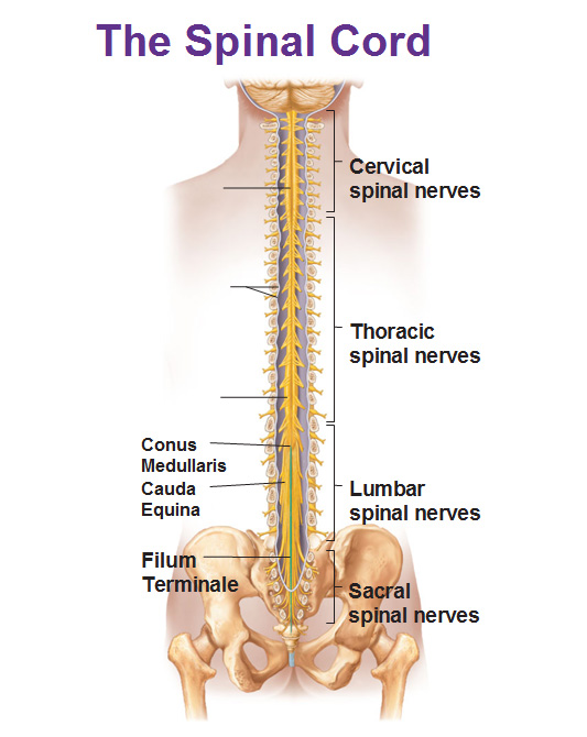 Brain Spinal Cord