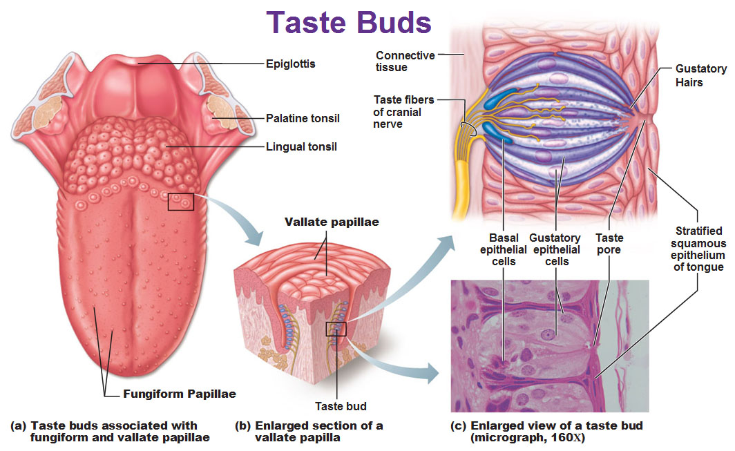 fungiform papillae pictures