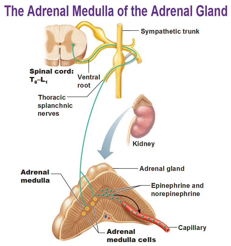 adrenal system