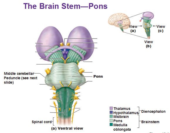 brainstem and pons