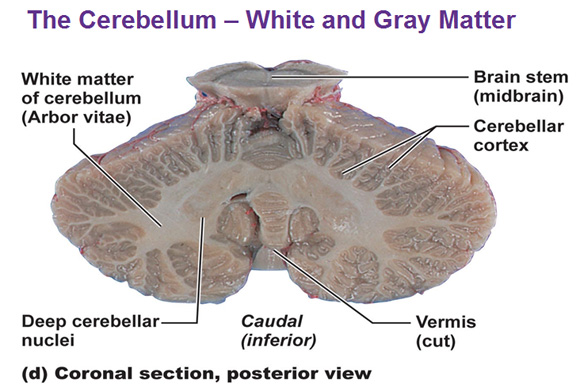 The Cerebellum Coronal Section Posterior View Of White And Gray Matter The Cerebellum Coronal Section Posterior View Of White And Gray Matter