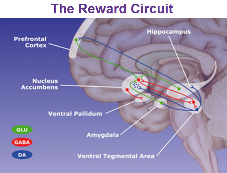 The Limbic System And The Reticular Formation 