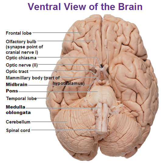 Brain Ventral View