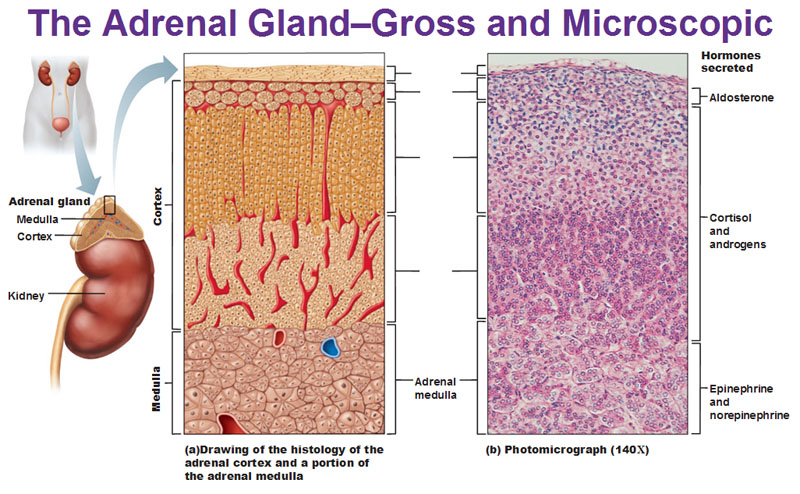 Adrenal Cortex Hormones