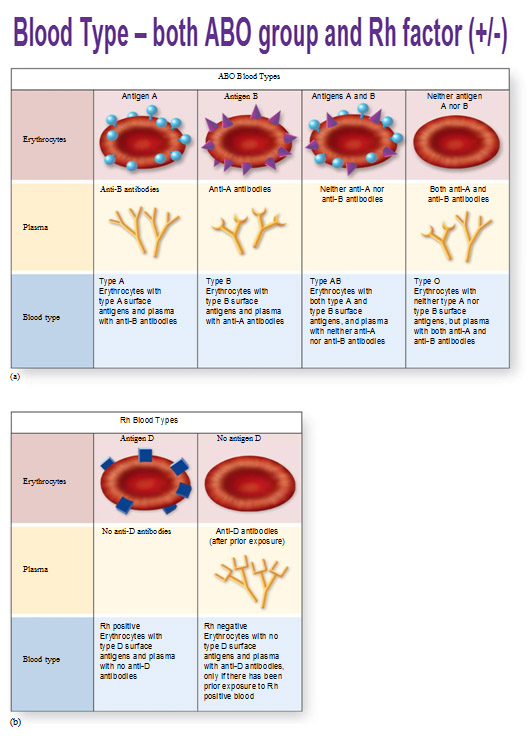 Blood Components, Hemoglobin, Type/Rh Factor, Agglutination