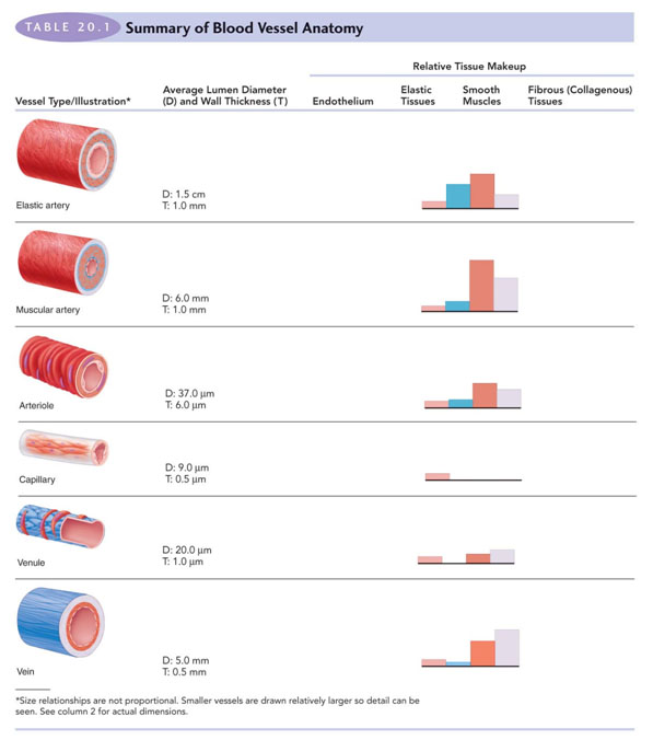 Difference In Structure And Function Of Arteries Veins And Capillaries