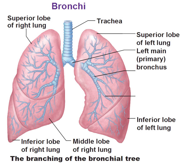 Bronchi Vs Bronchioles