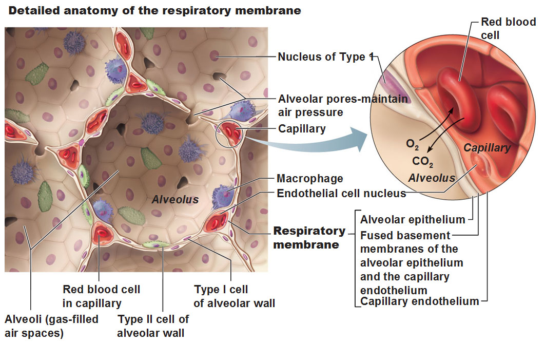 which-of-the-following-best-describes-what-alveoli-are-quizlet