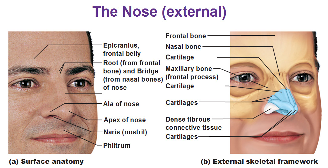 Alae Of Nose