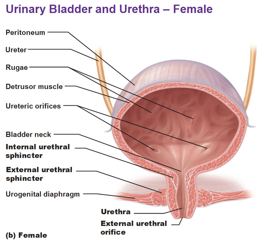 What is the function of the male bladder?