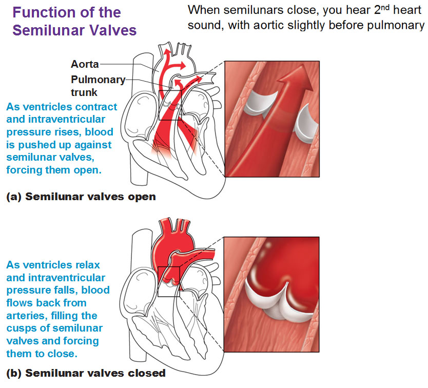 Function of the Atrioventricular and Semilunar Valves