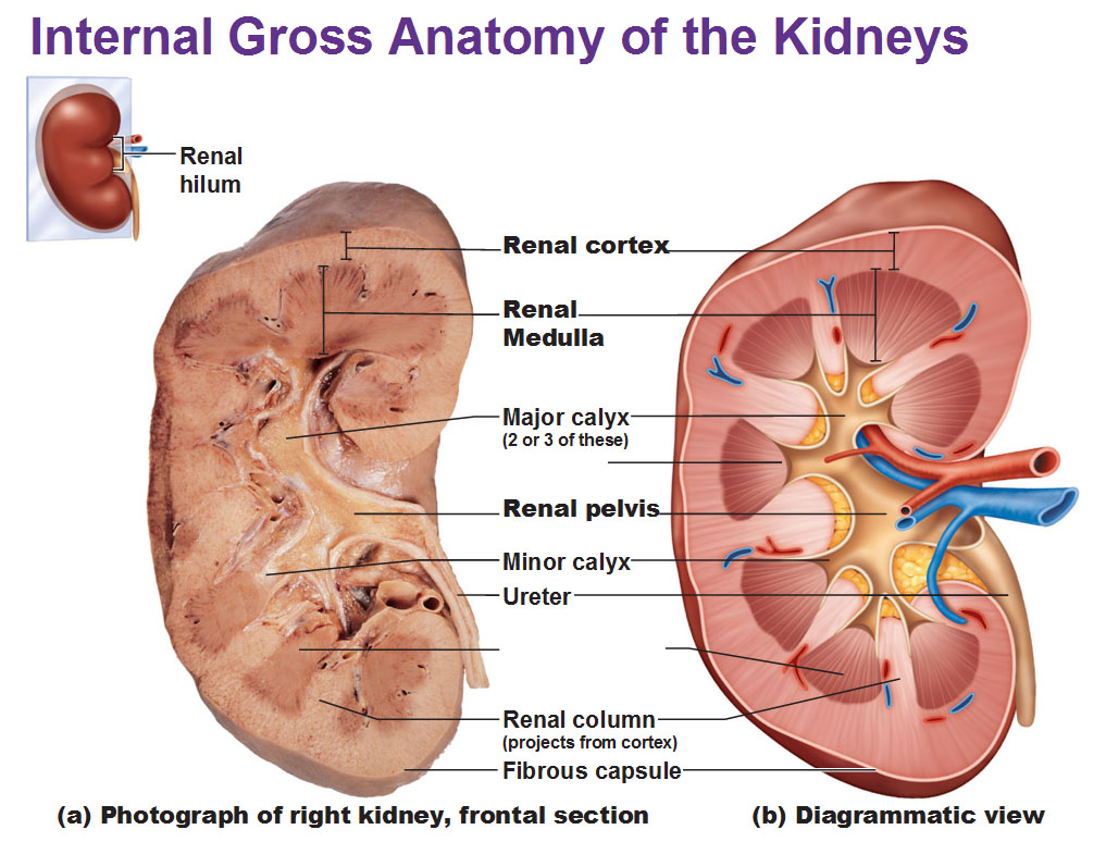 the-urinary-system-kidneys