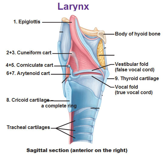 Cartilage Of Larynx