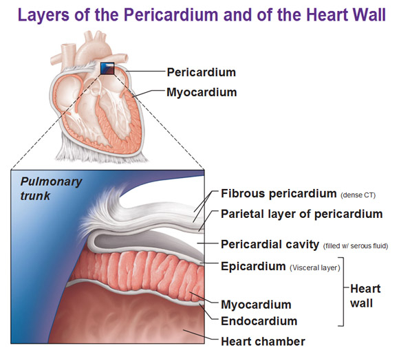 What is the main function of the pericardium?